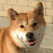 探知犬シバ